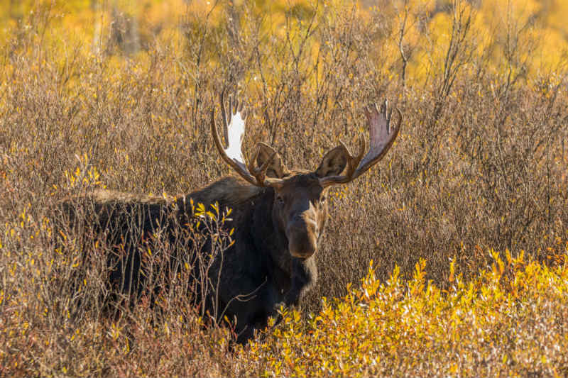 Bull orignal dans le Wyoming DP