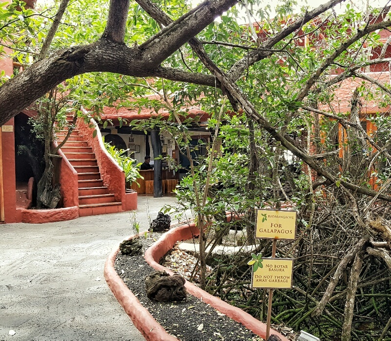 Red Mangrove Galapagos walkway