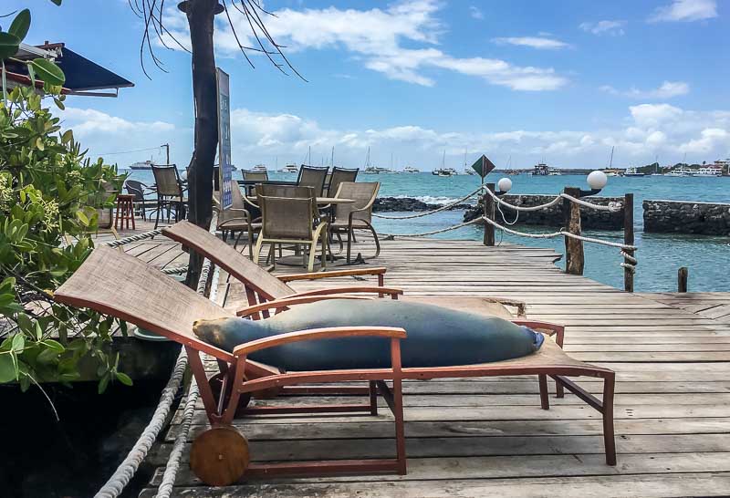 Red Mangrove Hotel Galapagos seal on lounge chair