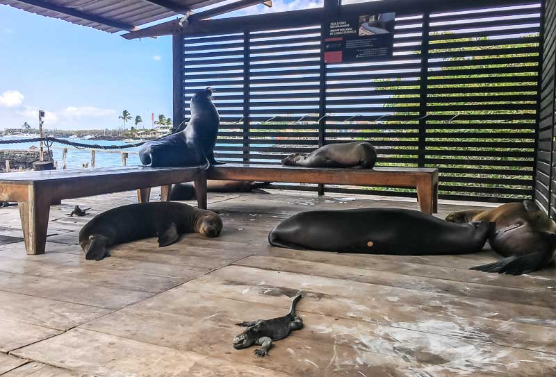 Red Mangrove Hotel Galapagos seals and marine iguanas