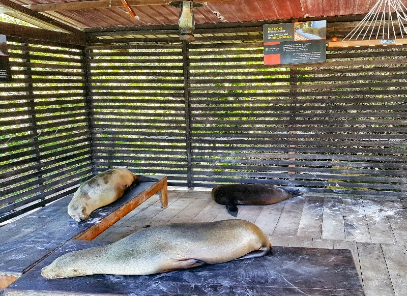 Sea lions lounging at the Red Mangrove Hotel in the Galapagos