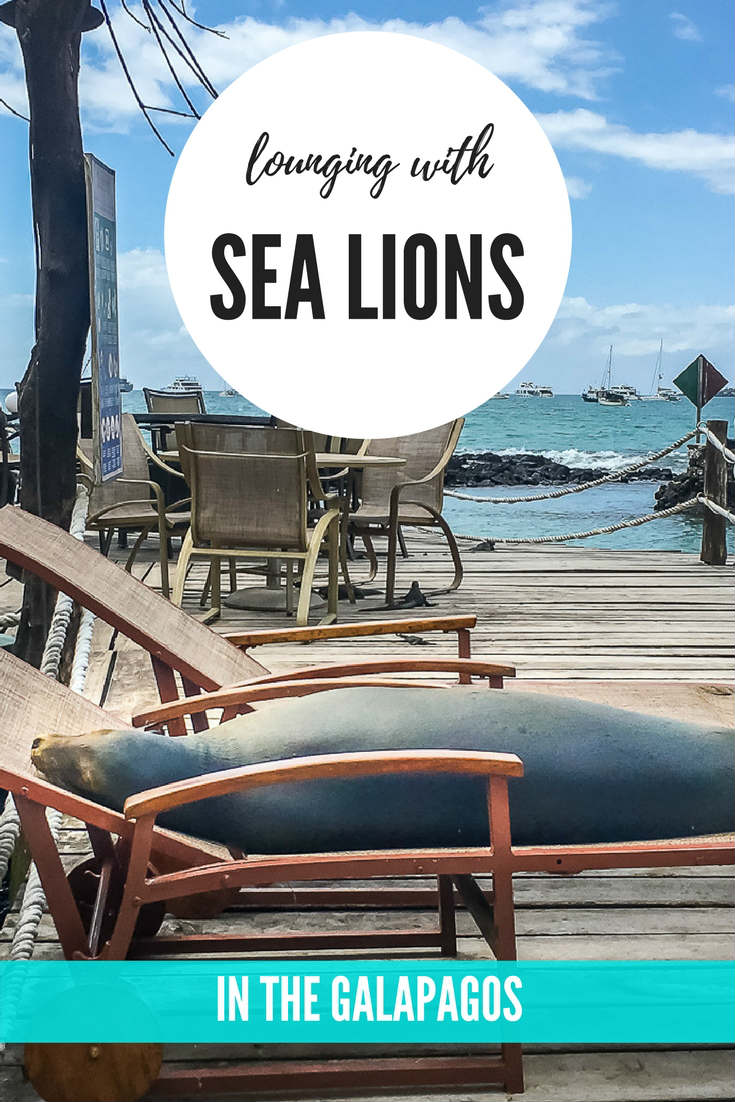 lounging with sea lions in the Galapagos