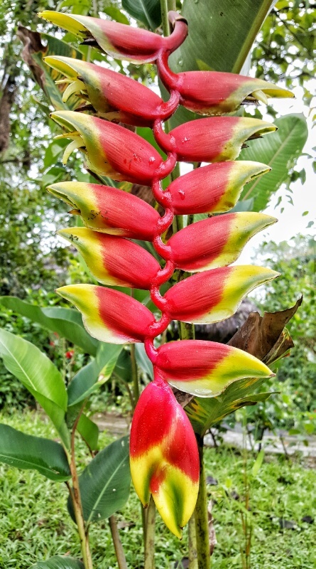 Bird of paradise flower at la selva lodge