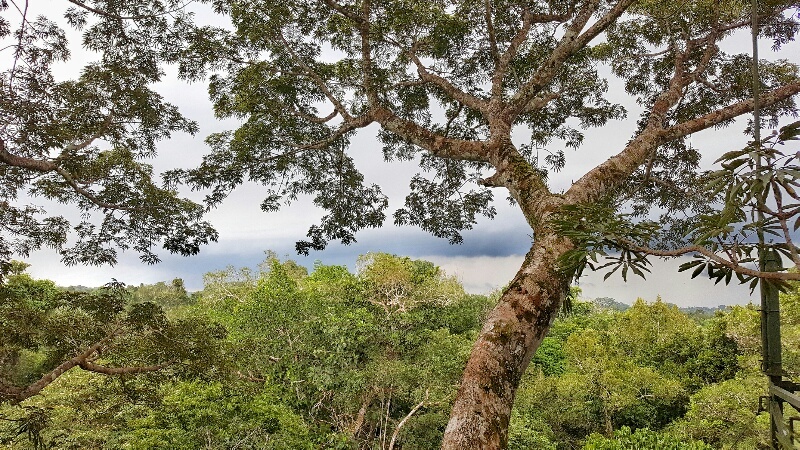 view from La Selva Lodge observation tower