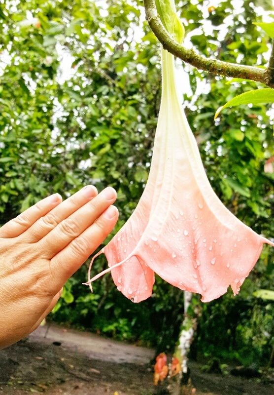 flower at local village in the Eucadorian Amazon