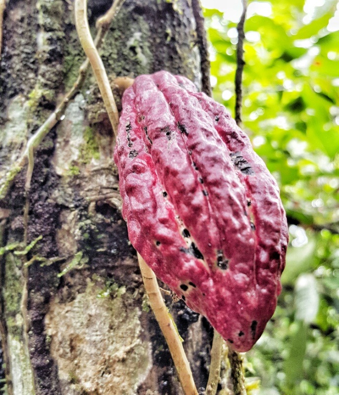 cocoa pod growing in the Amazon jungle in Ecuador