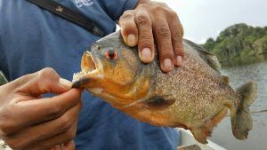catching piranha in the Amazon