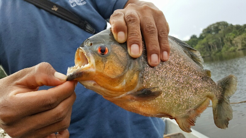 catching piranha in the Amazon