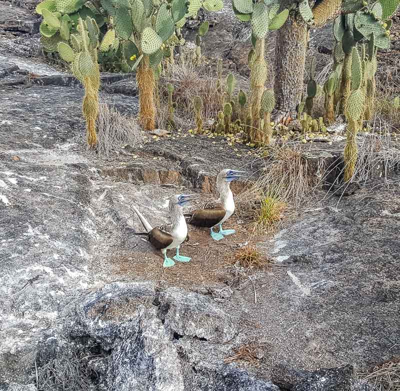 Isabela Island Galapagos day tour blue footed boobies in the wild