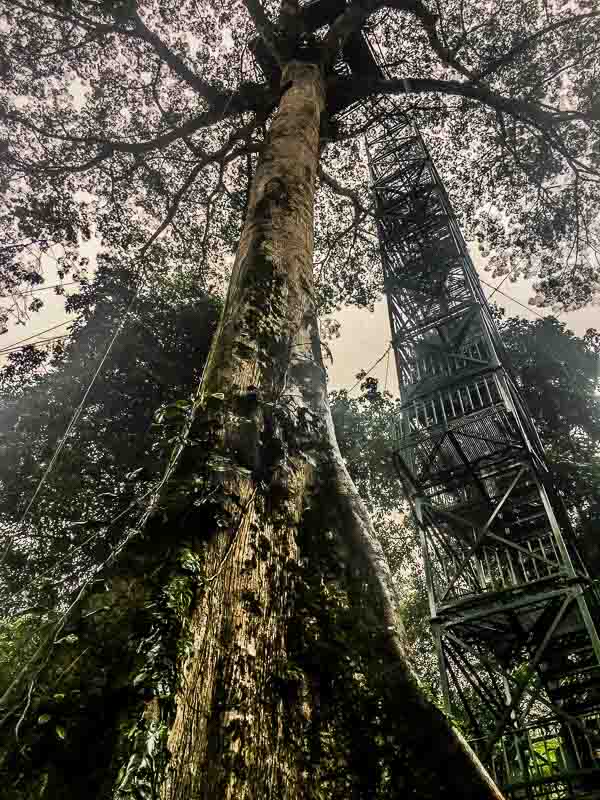 looking up at the 35 meter tall observation tower at La Selva