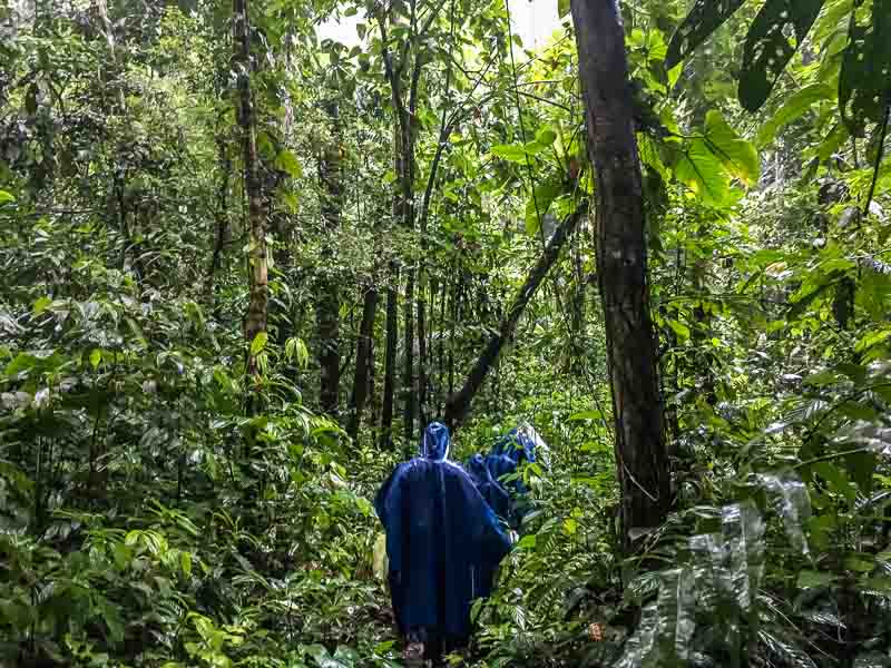 A rainy walk on an Amazon rain forest tour in the Amazon in Ecuador