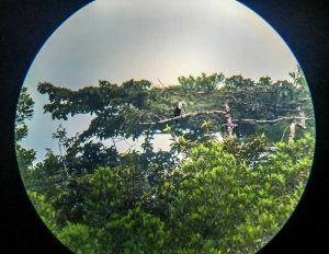 Looking at birds through binoculars at La Selva Lodge Amazon