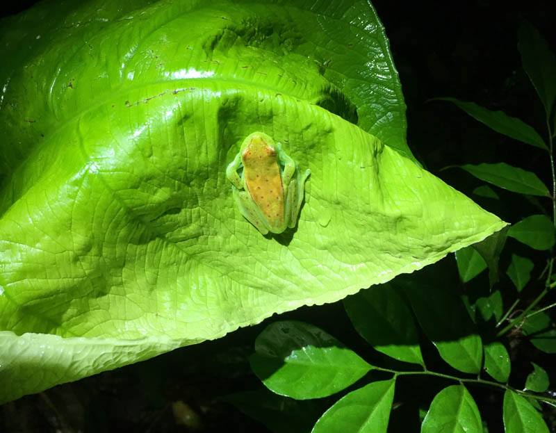 cool little tree frog at la selva lodge