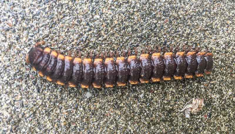 creepy crawly in the jungle at La Selva