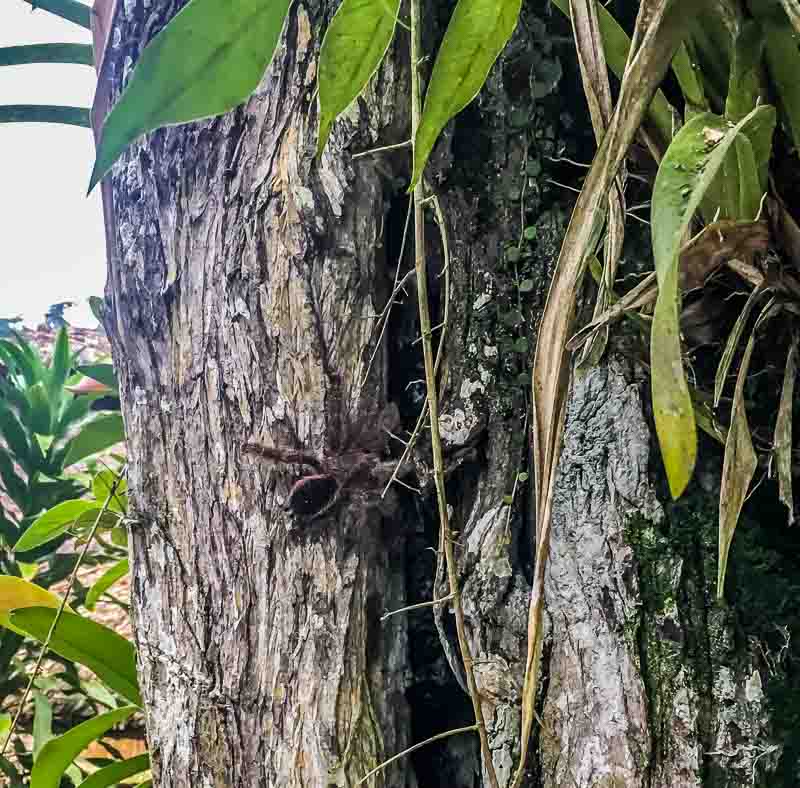 that's a tarantula in a tree