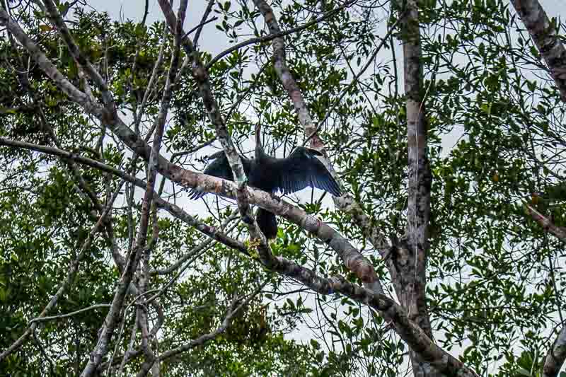 bird in the trees at La Selva