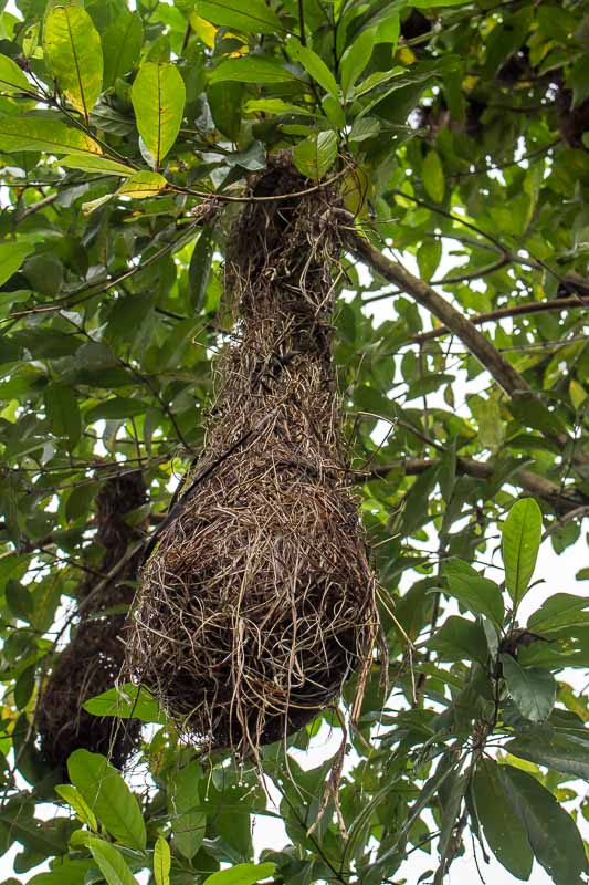 bird nest at La Selva