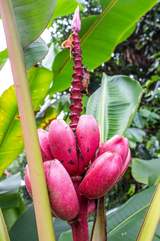 tropical plant in the Amazon rainforest in Ecuador