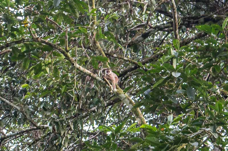 monkey in the trees at La Selva through binoculars