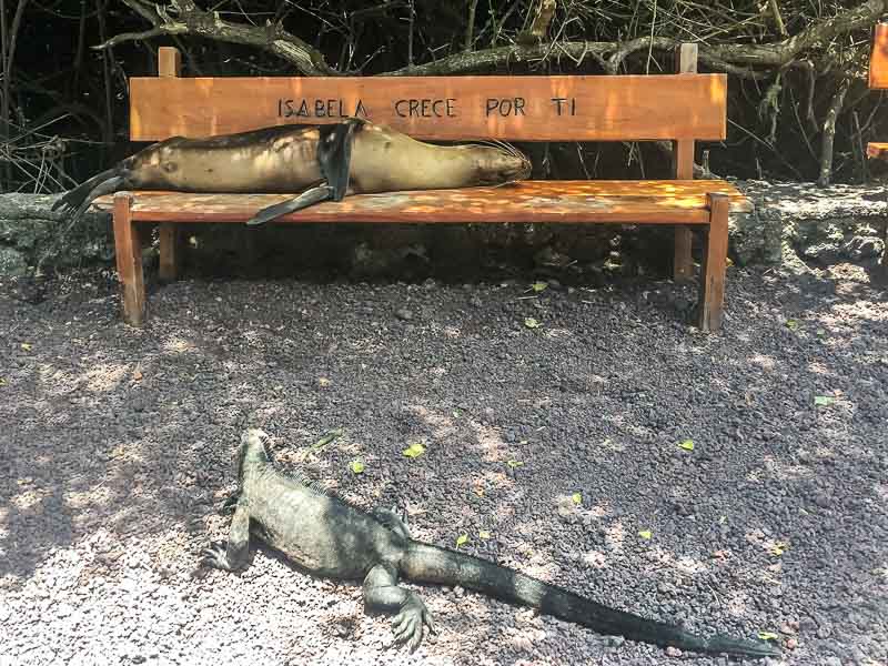 Sea Lion on a bench and Marine Iguana on Isabela Island Galapagos