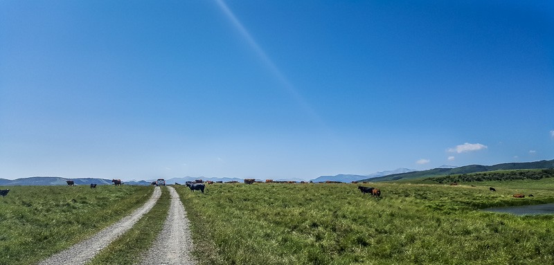 Calgary Stampede OH Ranch