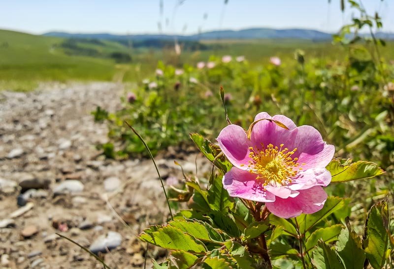 The wild rose, Alberta's flower