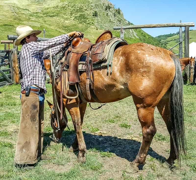 Calgary Stampede cowboy