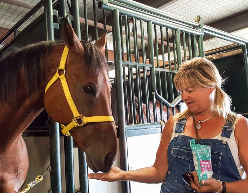 A little love and care behind the scenes for Troy Flad's horses at the Calgary Stampede