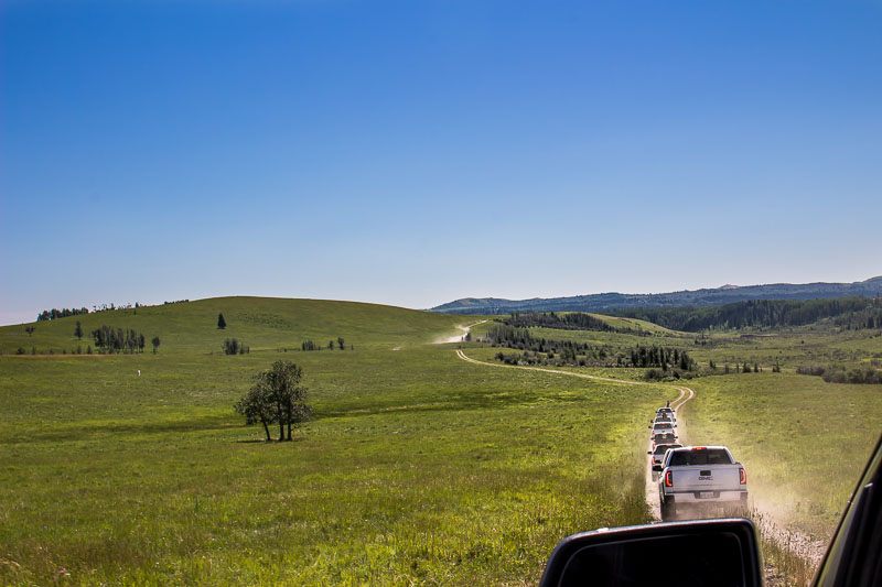 GMC convoy in cattle country