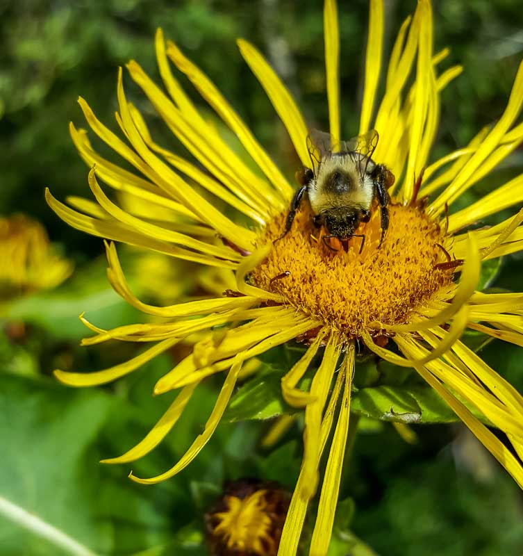 UBC Botanical Garden bee on yellow flower