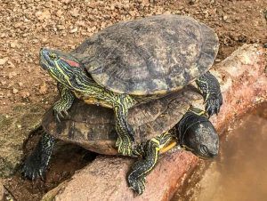 It's turtles all the way down at La Tortuga Granja