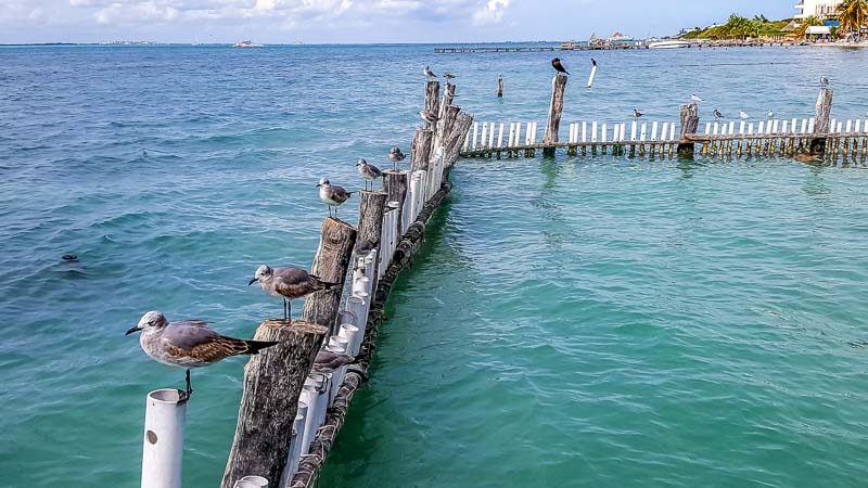 Sea birds at Isla Mujeres