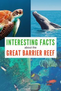 turtle, whale, coral, ocean Fun facts about Australia's Great Barrier Reef