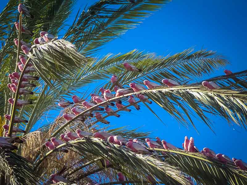 Galah Flock at Alice Springs Australia