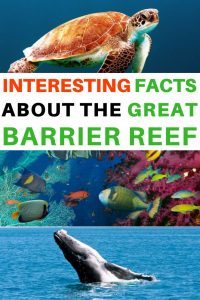 Interesting Facts about the Great Barrier Reef turtle whale and coral