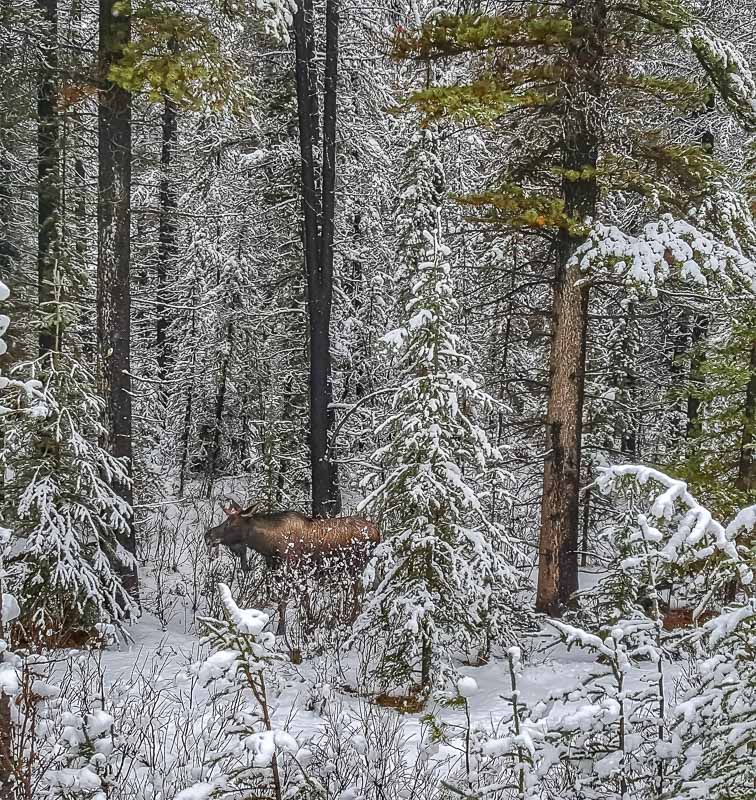 A moose casually hanging out by the side of the road in Jasper