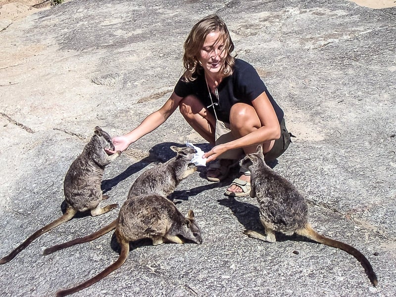 Rock wallabies in Australia