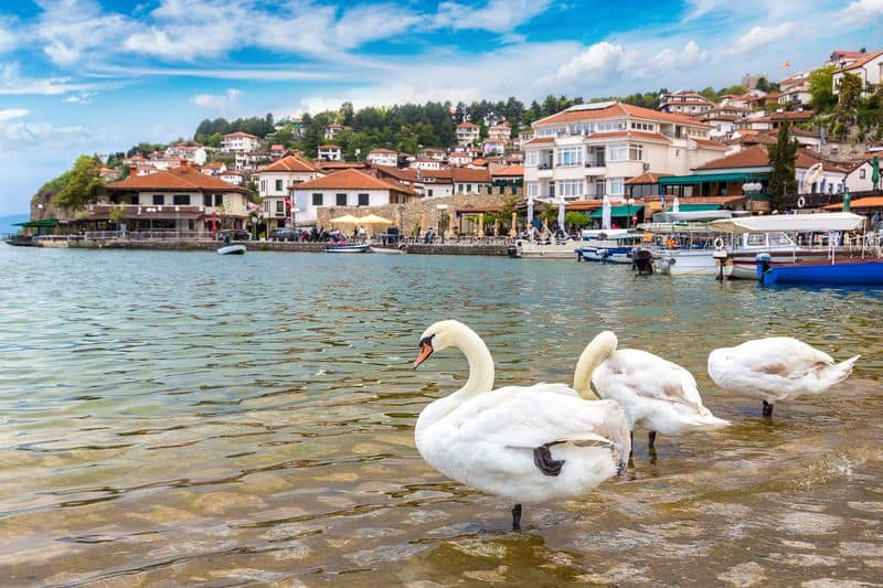 White swans on Ohrid lake in Ohrid Macedonia