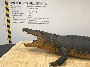 Sweatheart at the Museum and Art Gallery of the Northern Territory
