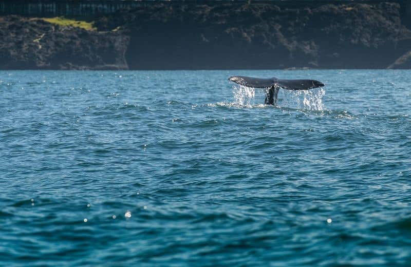 Depoe Bay Water Stream off Gray Whale Tail DP