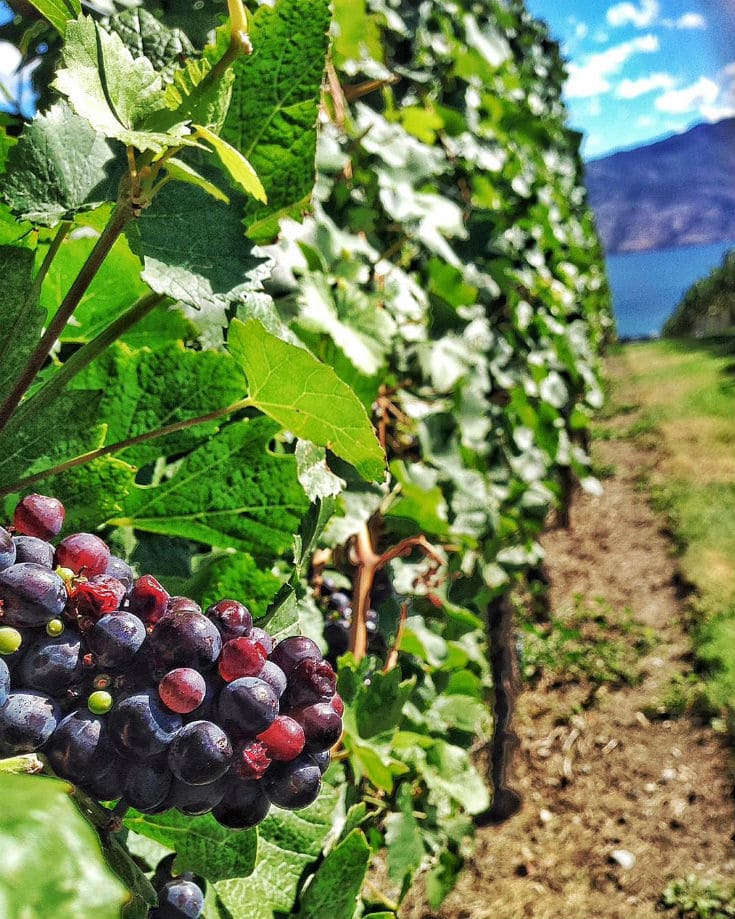 Grapes on vine