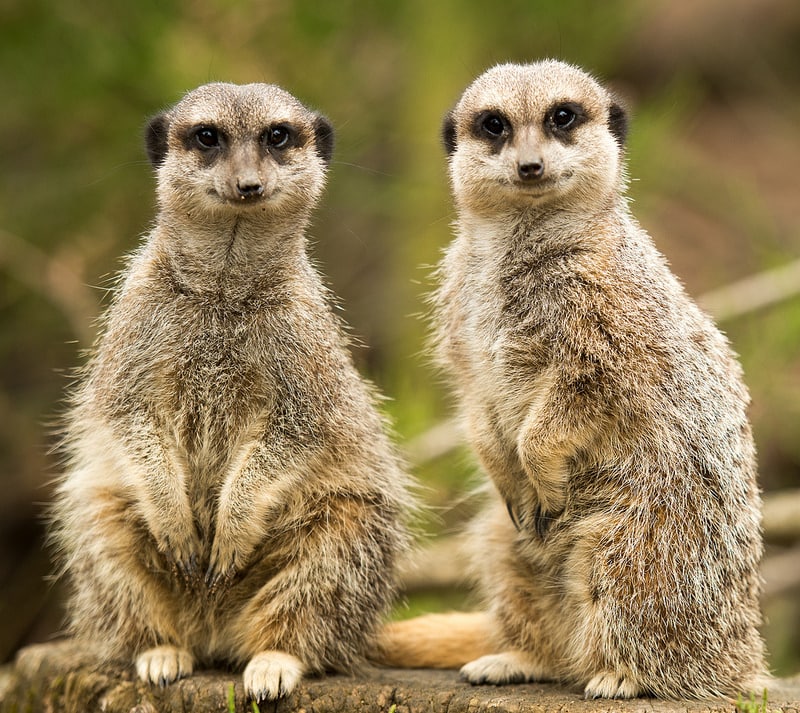 Meerkats at the Zoological Society of London Zoo on Flickr