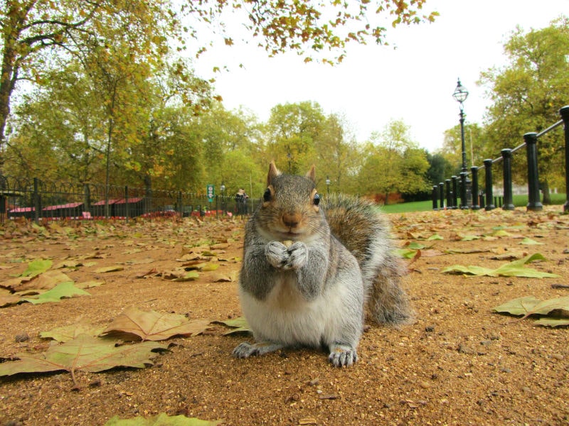 grey squirrel in a London Park 