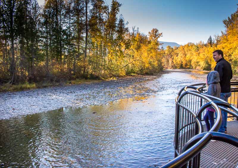 viewing platform at the Adams River at Tsutswecw Provincial Park British Columbia