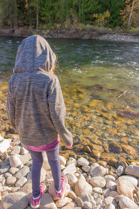 girl watching the Sockeye salmon run in Adams River British Columbia