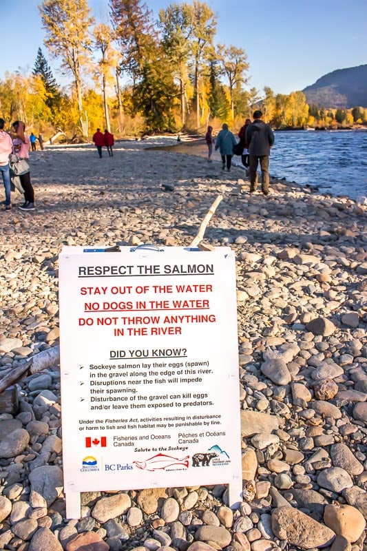 respect the salmon warning at the Adams River riverbank in British Columbia during the Sockeye salmon run