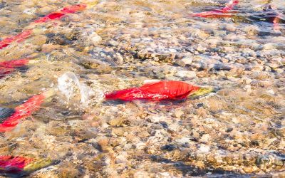 Sockeye salmon spawning in the Adams River in British Columbia Canada