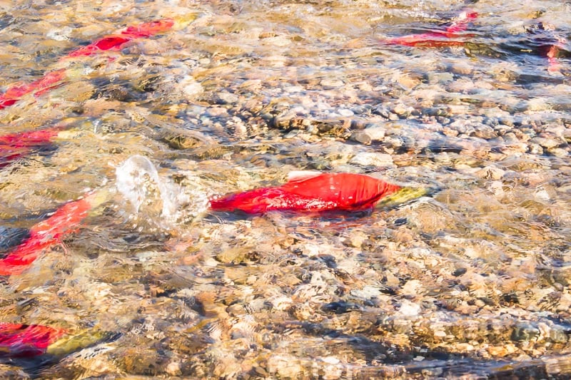 Sockeye salmon spawning in the Adams River in British Columbia Canada