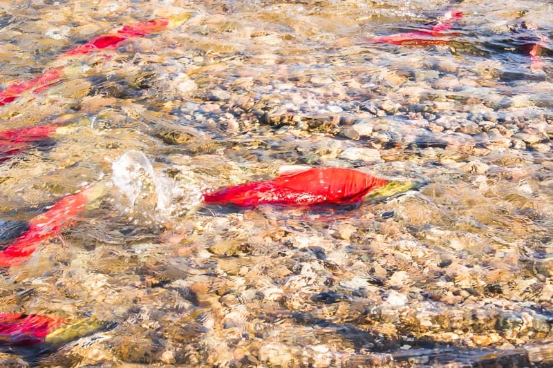 Sockeye salmon spawning in the Adams River at Tsutswecw Provincial Park British Columbia