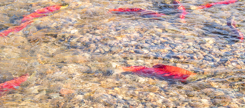 Sockeye salmon spawning in the Adams River at Tsutswecw Provincial Park British Columbia Canada